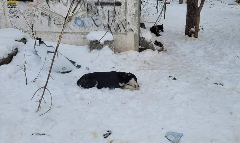 Фото Челябинская область внесет предложения по изменению федерального закона об ответственном обращении с животными