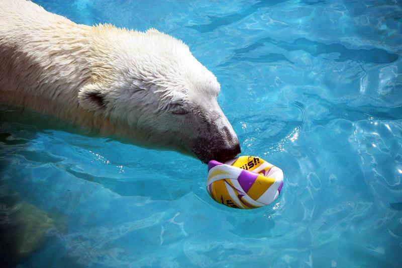 Фото Белые медведи из челябинского зоопарка открыли купальный сезон