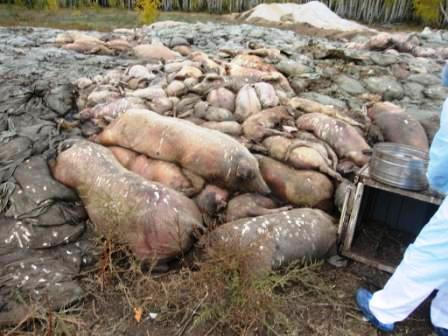 Фото В лесу Увельского района обнаружены трупы свиней