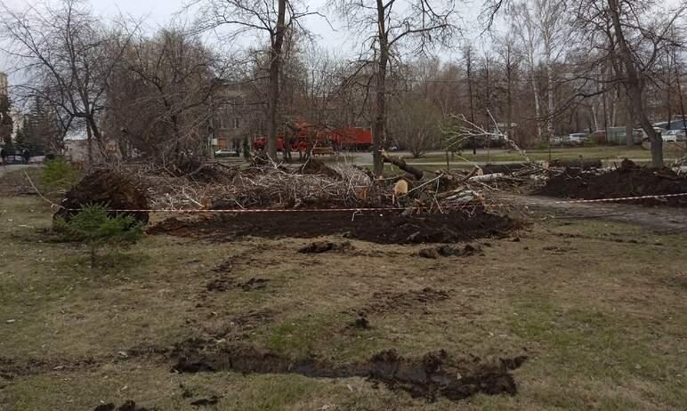Фото В челябинском горсаду вырубили аварийные деревья: смотрим, во что превратился парк