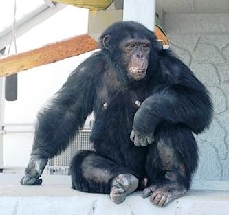 Фото Шимпанзе Бонни из челябинского зоопарка сегодня отмечает 22-летие