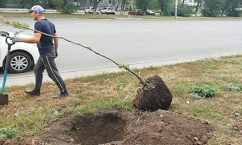 Фото В Челябинске на улице Комарова высаживают шаровидные ивы