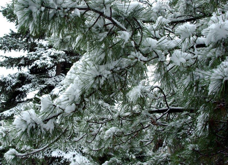 Фото В горах Челябинской области выпал снег, по прогнозам – жары в июле не будет
