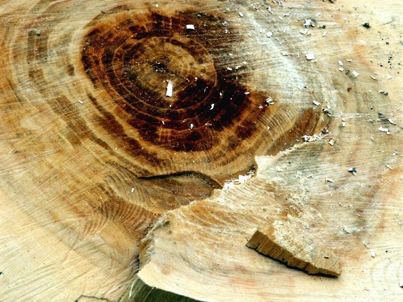Фото Челябинская фирма заплатит более 6,4 миллиона рублей за незаконную вырубку деревье