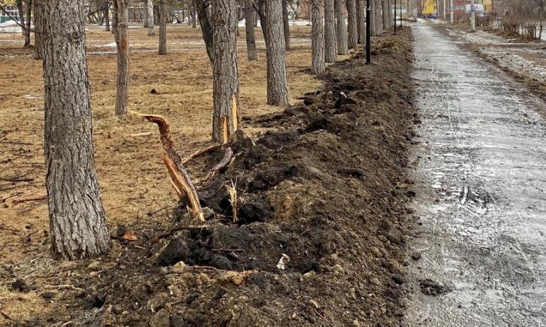 Фото На место расправы с челябинскими лиственницами выехали представители МБУ «ЭВИС»