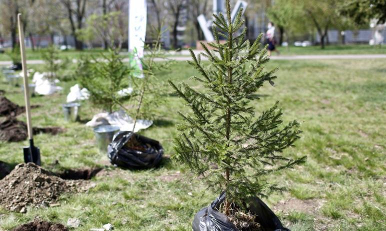 Фото В 2021 году в «Саду памяти» Челябинской области высажено 412 тысяч деревьев