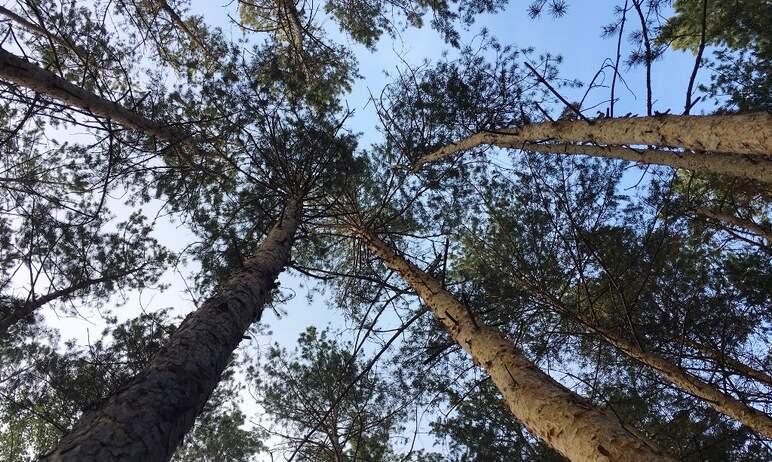 Фото В среду в Челябинской области днем тепло и ветрено, ночью местами заморозки