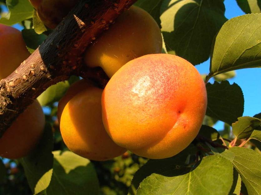 Фото Челябинская область может стать крупнейшим в России производителем абрикосов, черешни и жимолости