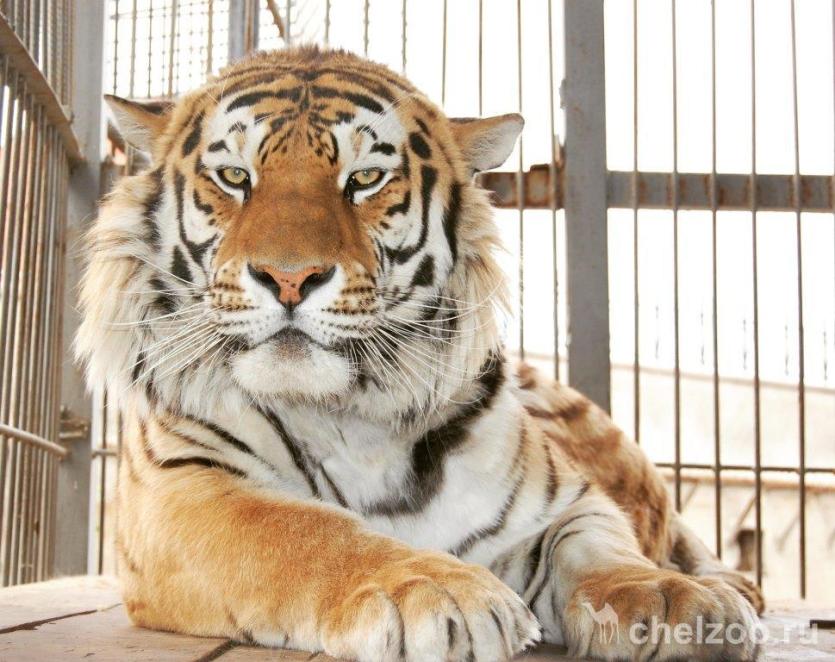 Фото Челябинский зоопарк получил разрешение на разведение амурских тигров 