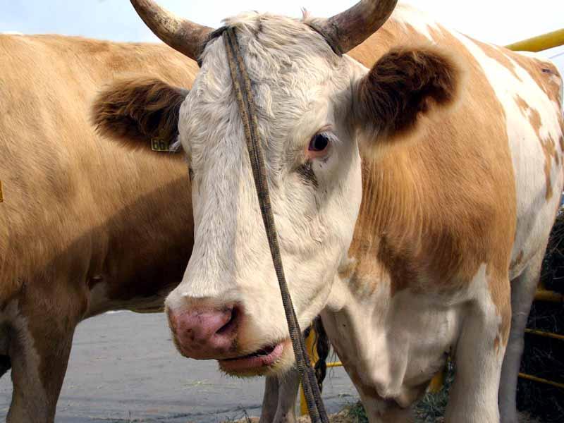 Фото Медведев предложил ограничить поголовье скота в личных хозяйствах