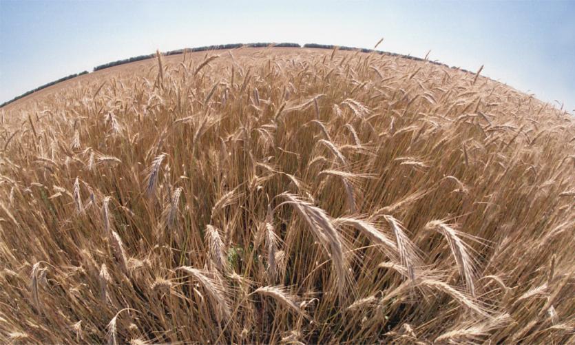 Фото Челябинская область собрала рекордный урожай пшеницы