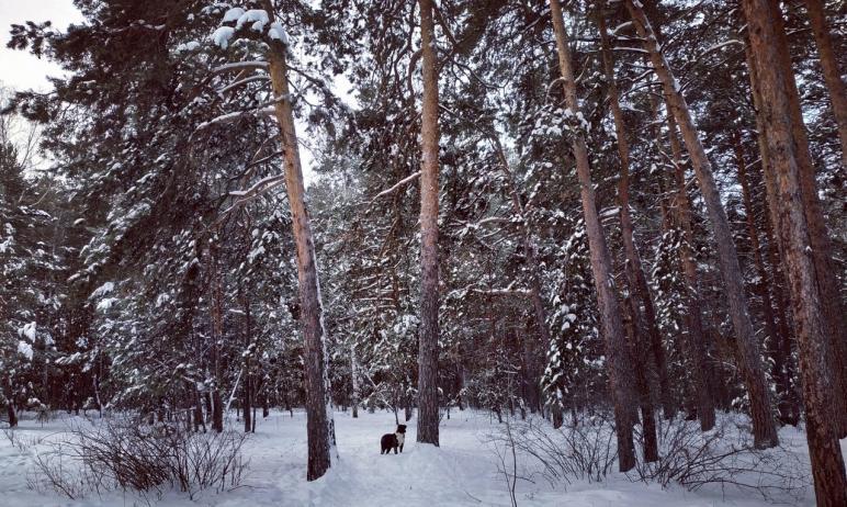 Фото В челябинском городском бору «завелся» неуловимый «создатель» снежных куч