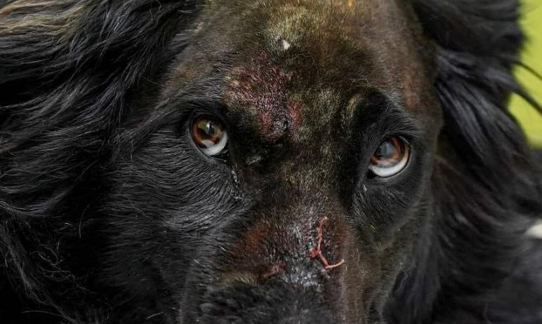 Фото Челябинский ветврач продолжает бороться за жизнь расстрелянной собаки