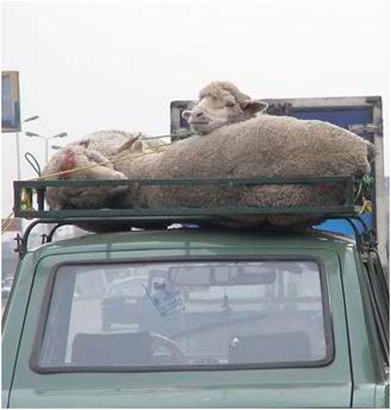Фото Южноуральские бараны не смогли пересечь границу