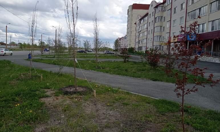 Фото Чуриловцы бьют тревогу по поводу засохших деревьев на улице Сергея Герасимова