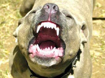 Фото В Трехгорном доярка погибла от укусов бойцовской собаки