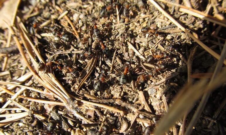 Фото На Таганае раньше обычного пробудились муравьи и «ожила» верба