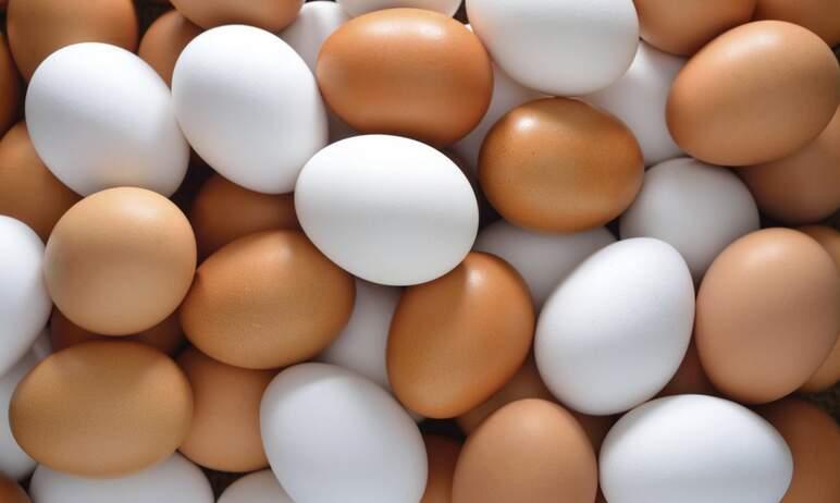 Фото Птицефабрика «Челябинская» не сможет заниматься экспортом яиц из-за выявленных нарушений