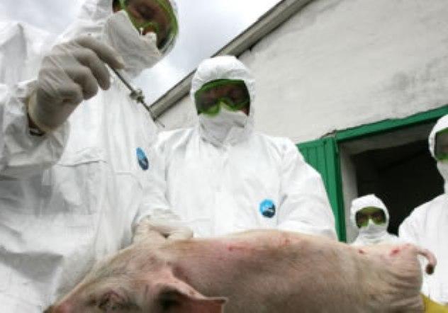 Фото Челябинская область проводит профилактику африканской  чумы свиней