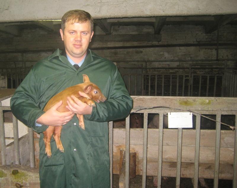 Фото На Южном Урале свиньи здоровы