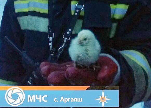 Фото В Челябинской области пожарные спасли более 50-ти тысяч цыплят