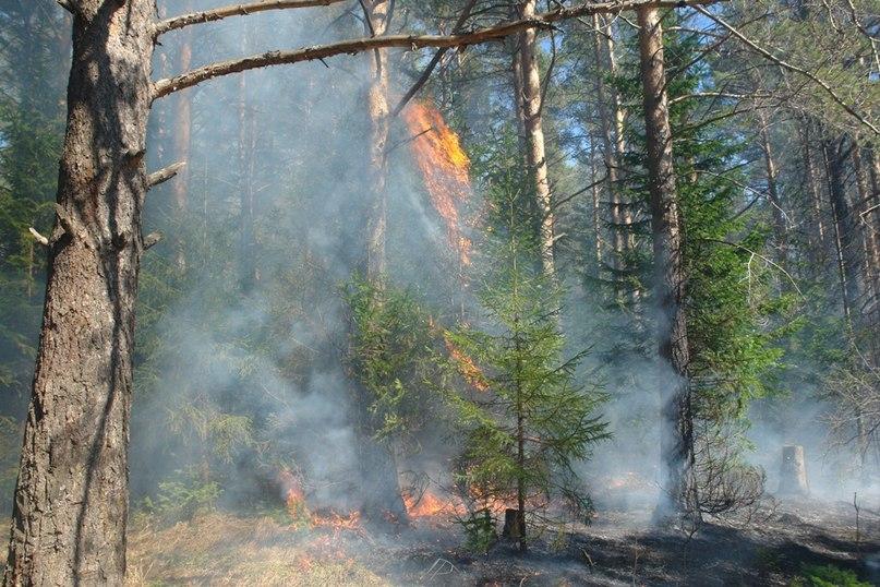 Фото Андрей Минченко: Чтобы защитить леса от пожаров, нужно изменить закон