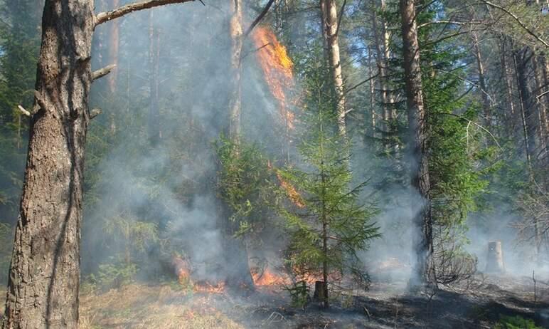 Фото Пожароопасный сезон в Челябинской области начнется первого апреля