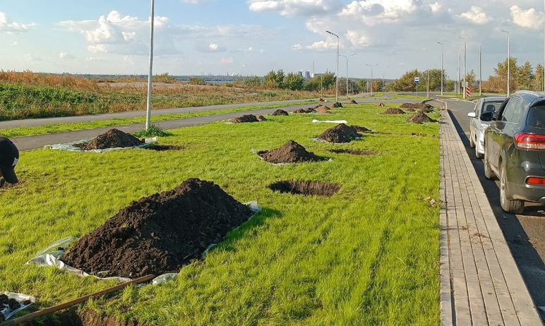 Фото В Челябинске озеленят новую дорогу по улице 2-й Эльтонской 