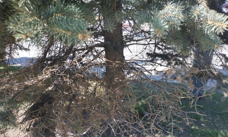 Фото Челябинцев предупредили о предстоящей санитарной обрезке деревьев