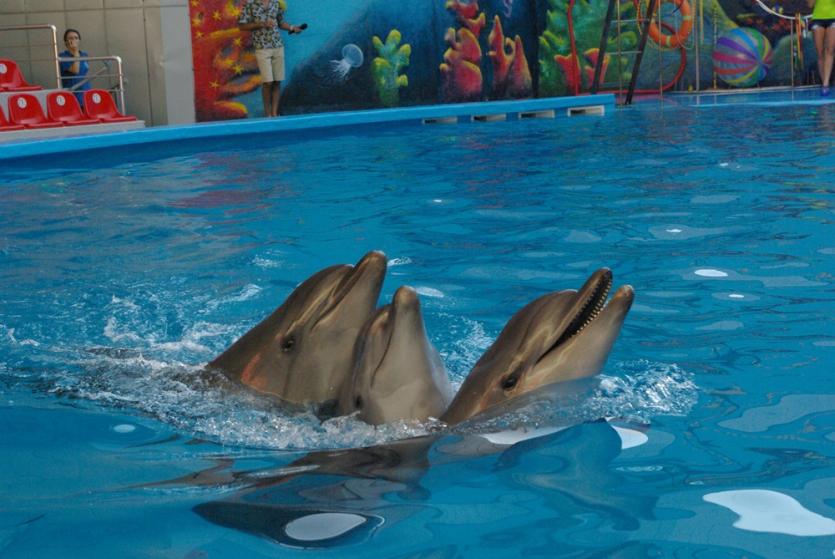 Фото Челябинск против тюрьмы для дельфинов