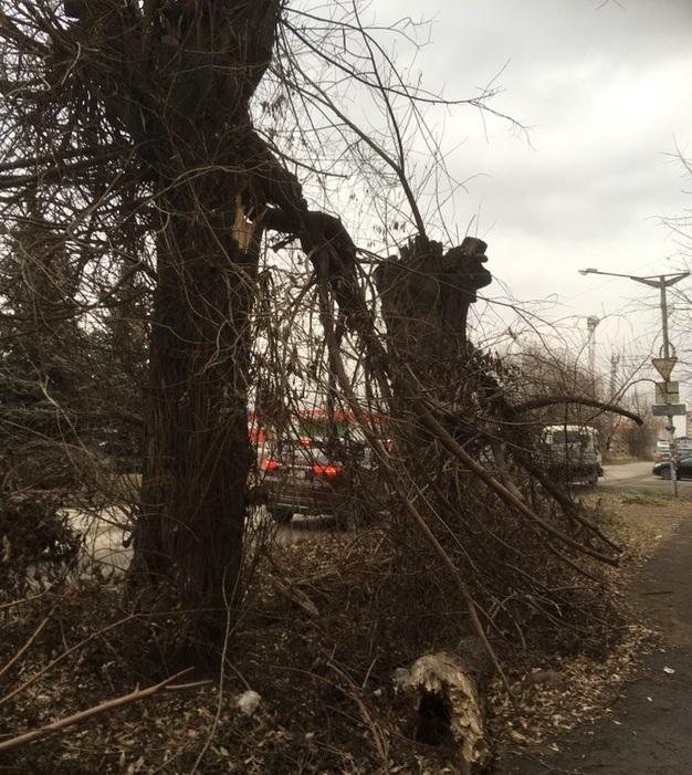 Фото  В Копейске после летней бури до сих пор не убрали поваленные деревья