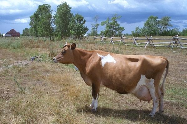 Фото В Челябинской области за дойными коровами присмотрит Россельхознадзор
