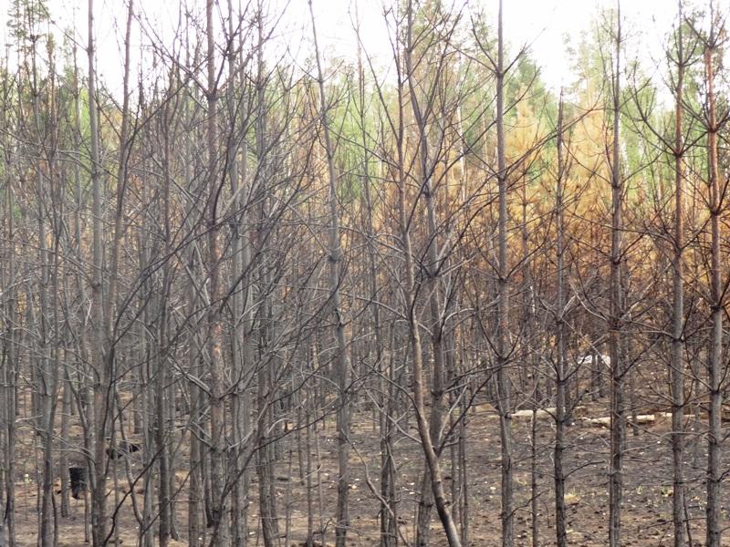 Фото В Челябинской области заполыхали лесные пожары
