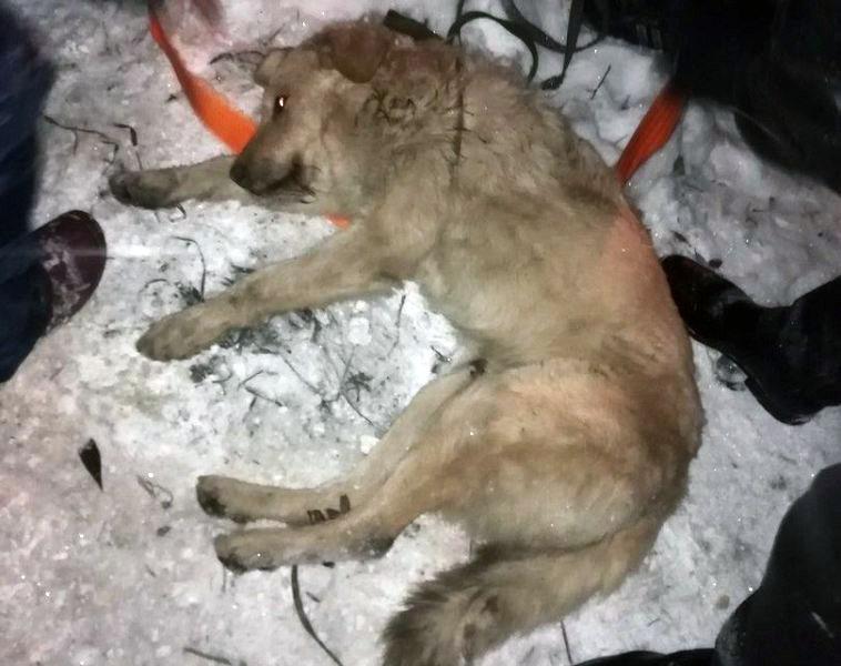 Фото В Челябинске «Добрый отлов» поднял со дна глубокого колодца бездомного пса