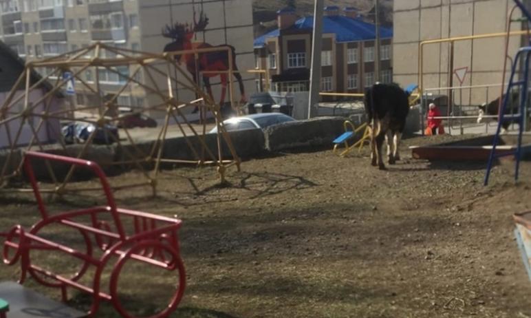 Фото Деревенская романтика: в Нязепетровске на детскую площадку пришла поиграть корова