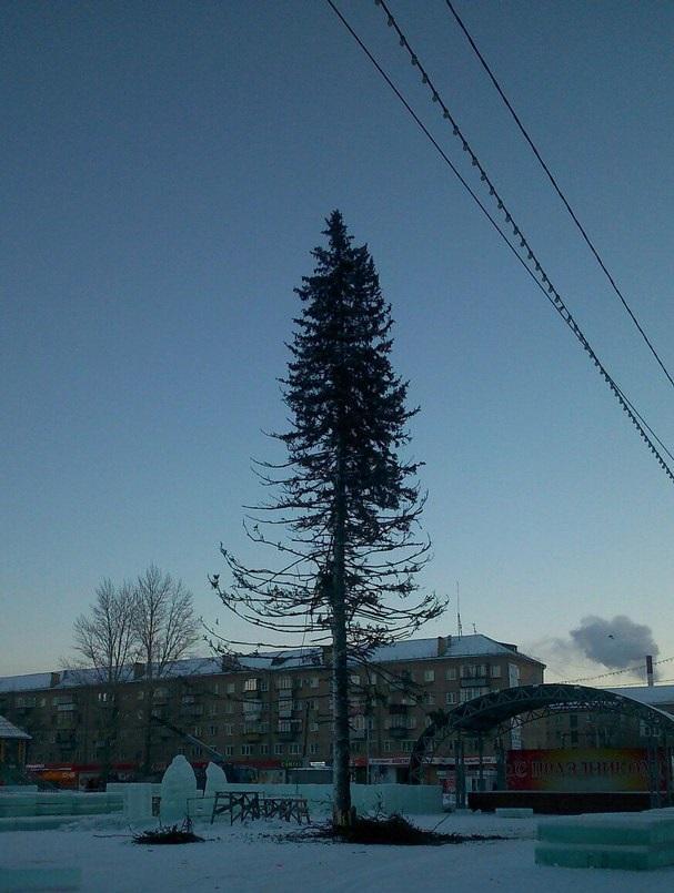 Фото Облезлая елка в центре города возмутила копейчан