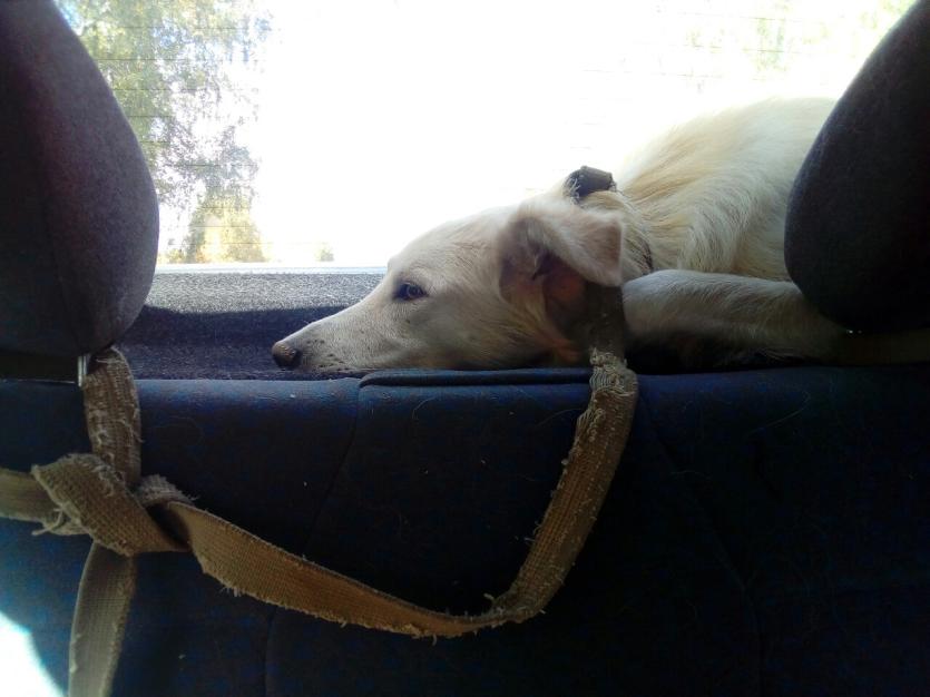 Фото Челябинску подарили удивительную историю спасения двух неразлучных собак