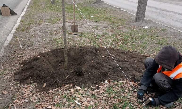 Фото В Челябинске высаживают липы, рябины и сосны