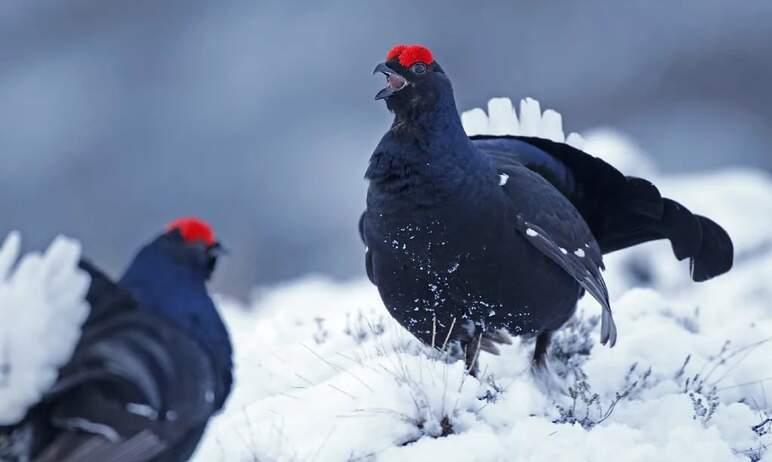 Фото Зимняя «перепись» птиц и зверей в Челябинской области ведется ударными темпами