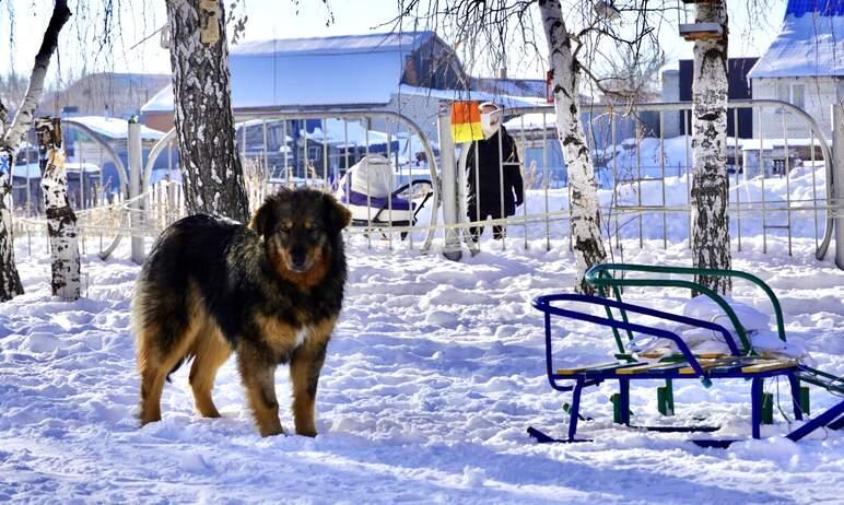 Фото В мэрии рассказали, сколько бездомных собак отловили в Челябинске за неделю