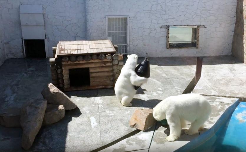 Фото В челябинском зоопарке медвежья чета встретит 15 годовщину «свадьбы»