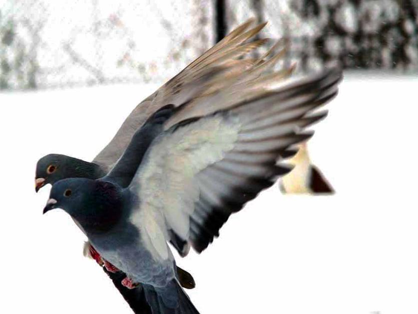 Фото Заболели голуби и попугаи 