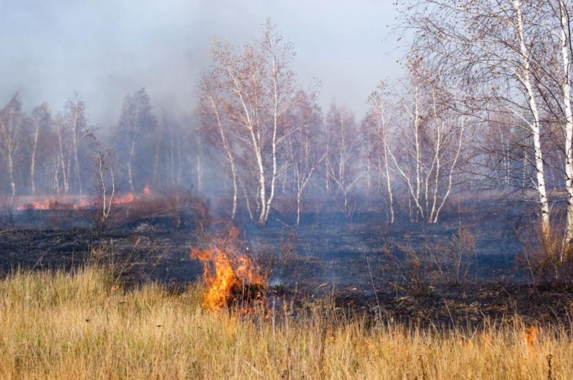 Фото В Челябинской области ожидается большое количество лесных пожаров
