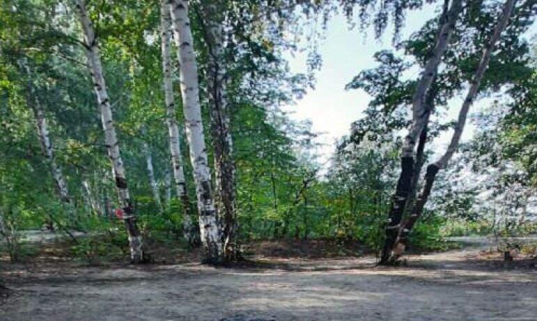 Фото В городском лесу Челябинска снесут 85 аварийных берез