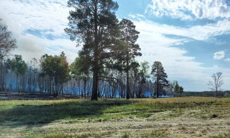 Фото Открытого горения в лесничестве Пластовского района больше нет, тлеет лесная подстилка