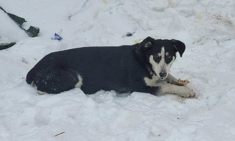 Фото В Челябинске активизировалась работа по отлову бездомных собак
