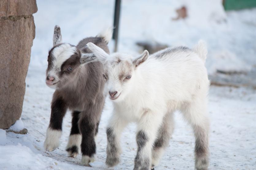 Фото Веселые и озорные: в челябинском зоопарке родились трое мартовских козлят