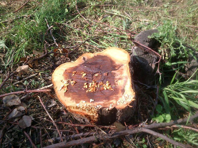 Фото В Челябинской области усилят контроль за рубкой деревьев