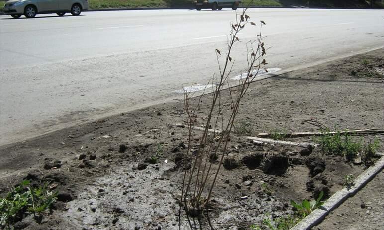 Фото В Челябинске из-за жары подрядчики не смогли заменить погибшие деревья