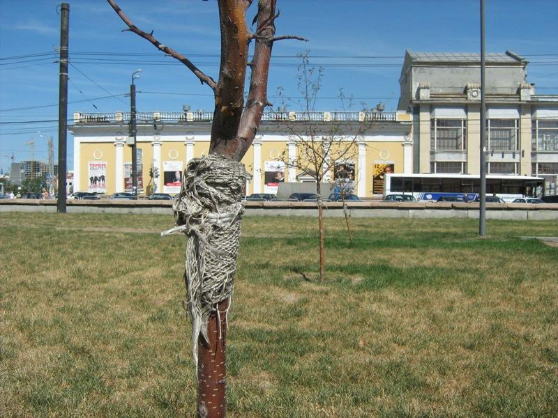 Фото Чтобы исправить экологическую ситуацию в Челябинске, необходимо бороться за каждое дерево
